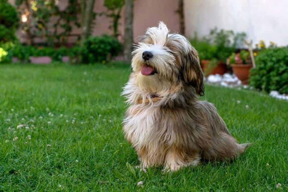 Fluffy fashion terrier breeds